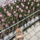 헤어 컹컹 | 쪼코 미용을 더 이상 미룰수가 없었습니다… 매탄동 헤어컹컹 후기!💗