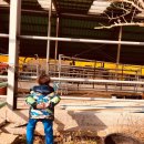 영광목장(3) 이미지