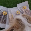 댕꼬미다 이미지