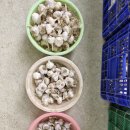 단영마늘 종자판매 이미지