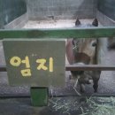 강릉아기동물농장 이미지