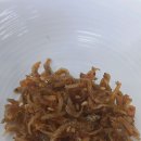 수원 곡반정동 두루치기 김가네삼겹살김치찌개두루치기 위치 영업시간 후기정보
