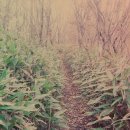 바래봉길 이미지