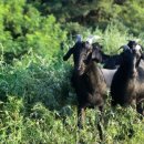 흑색건강 염소농장 이미지