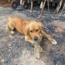 멍멍이집 이미지