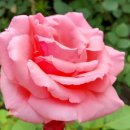 라벨라오페라단 <푸푸게노 똥 밟았네?> 이미지