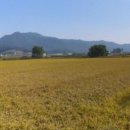 황금물결 이미지