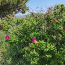 남해-306 이미지