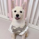 도로시지켜줄개 이미지