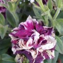 (주)하나마이 이미지