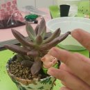 토현초등학교 이미지