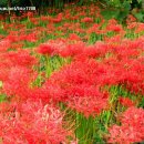 꽃무릇공원 이미지