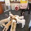 돈워리독 이미지