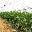 충렬농장 이미지