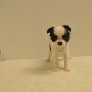 유올펫 강아지고양이 청주점 이미지