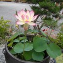 나실마을 이미지