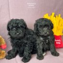 토이켄넬 이미지