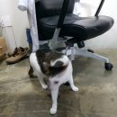 에버그린 펫 클리닉 | 5살 고양이 익산 어양동 에버그린 펫클리닉에서 스케일링 받은 후기