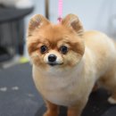 루피펫살롱 이미지