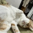 삐까뻔쩍손세차광택 이미지