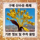 The 산수유 | 구례 산수유 축제 아이와 관람 후기 및 주차장 꿀팁