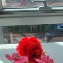 보자기 꽃이 피었습니다 이미지