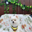 생선이야기 | 볼프레츠밀 서포터즈 후기｜낯가리는 강아지 다다도 미친 듯 먹은 생선간식 2종(촉촉대구·salmon cake)