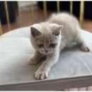 강아지에 빠지다 이미지