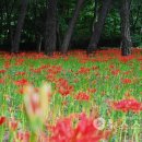 성주산휴양림 이미지