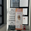 허니모모 애견미용실 | 검단신도시애견미용 고민 끝｜설화 첫 미용부터 지금까지 단골인 이유