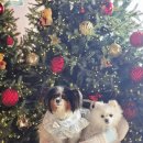 (주)거북 | 석남동 카페 거북주택 솔직 후기 (트리 사진 가득)