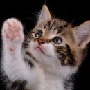 부산경상대학교 반려견유치원 이미지