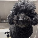 보니더펫 이미지