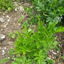 팔팔중국식품 이미지