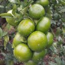 효돈순환로 이미지