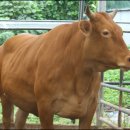 충청남도축산기술연구소 이미지