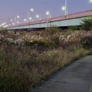 군산 청하대교 이미지