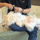 발바닥애견카페 이미지