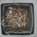 SRGC Bulb Log Diary-2 이미지