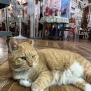 번영2로 | 공주 - 신관동 카페 톺아보기