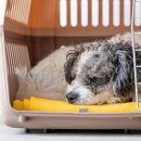 토평동물병원 이미지