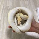 헬로우렙타일