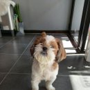 댕댕쌀롱 이미지