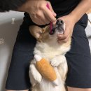 동물치과병원메이 이미지