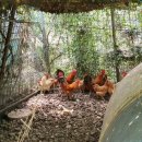 청계축산 이미지