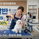 큐브애견미용학원