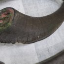 댕댕점빵 이미지