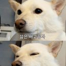 전주식당 네이버블로그