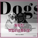 삼육사로45 | [동두천 펫밀리스튜디오] 동두천 반려동물 스튜디오/동두천 애견 프로필/ 우리 강아지 화보 찍고 왔어요 ~!