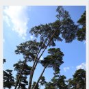 호수와 소나무 이미지